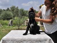 Şecere belgeli ırk ve sağlık garantili cane corso yavrular