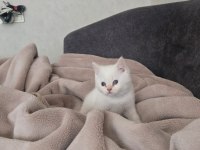 EV ORTAMINDA BÜYÜMÜŞ PREMIUM KEDİLER