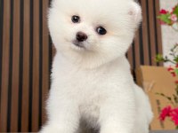 Orjinal Pomeranian Boo