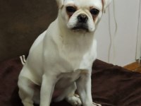 Beyaz pug aşıları cipi karnesi tam eksiksiz pug