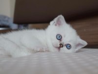 Mavi Gözlü Ve Yeşil Gözlü British Shorthair