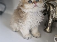 British Longhair Golden Kardeşler