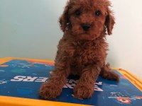 Poodle yavrumuz