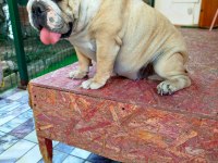ORJİNAL İRK YETİŞKİN INGILIZ BULLDOG