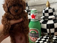 Ev Doğumu Kore Poodle Bebekler