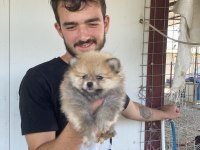 ÜST KALİTE POMERANİAN BOO YAVRULAR