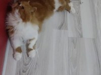 İRAN KEDİSİ 5 AYLIK