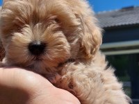 Teddy surat Kore kan Maltipoo yavrularımız