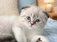 Mavi Gözlü Yavru Scottish Fold