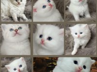 Şecereli Babanın Kaliteli British Longhair Yavruları