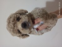 30 Nisan doğumlu bebeklerim toy poodle