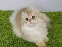 British Longhair Black Golden Sevimli Cana Yakın Uysal