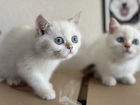 Ankaranın en seçkin british shorthair yavruları