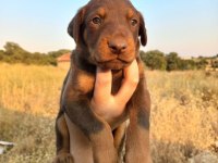 Orjinal King Doberman Yavrular