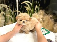 Kore Maltipoo birbirinden güzel