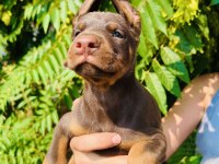İri Yapılı Doberman Yavrular
