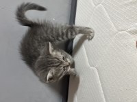 Oyuncul british shorthair arkadaşlar