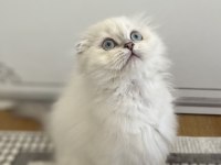3 aylık erkek scottish fold