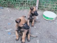 Kaliteli Enik Belçika Kurdu