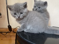 Gayet sağlıklı oyuncu british shorthair yavrularımız