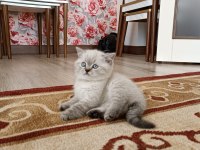 Safkan kedimiz esi yoktur kimsede