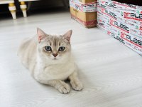 PRENSES BRİTİSH SHORTHAİR KIZLARIMIZ