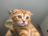 Yakışıklı scottish fold kedimiz