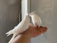 Albino Sultan Papağanı