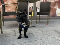 French bulldog erkek