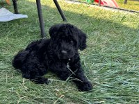 SAKİN ÇOK GÜZEL BİR POODLE YAVRU