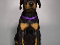 Doberman bebekler kapınıza kadar teslim ediyoruz