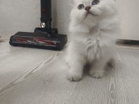 A Kalite British Longhair