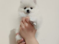 Dişi ve Erkek Yavru Pomeranian