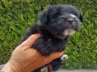 sevimli pati morkie