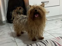 Çift damızlık yorkshire terrier