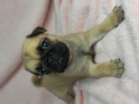 Pug yavruları