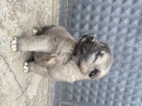 Kangal yavruları karabaş