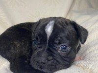 Yavru Erkek French Bulldog