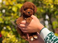 Birbirinden güzel toy poodle bebeklerimiz
