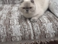 British shorthair blue point erkek