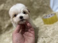 Orijinal Maltipoo Yavruları