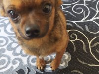 Canım chihuahua köpeğim