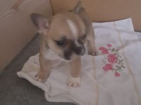 1 Aylık Erkek Orijinal Fransız Bulldogu (Yavru)
