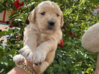Golden Retriever Bebekler