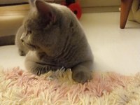 Saf ırk british shorthair 6 aylık