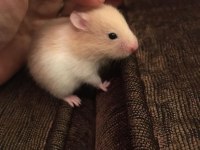 HAMSTER-GONZALES YAVRULARIMIZ HERYERE GÖNDERİM