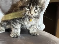 MCO safkan dişi orman rengi maine coon