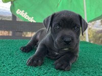 Cane corso yavrular