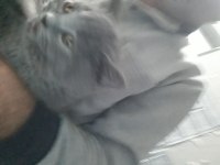 British shorthair kedimiz