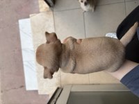 1.5 aylık Orijinal Chihuahua yavruları